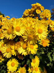 Yellow flowers chrysanthemum 