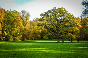 trees in the park
