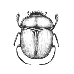 Sacred scarab sketch isolated on white background. Vintage animal bug vector illustration.
