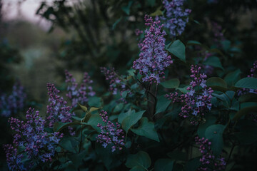 Blue lilac flowers blooming in spring. The beautifully fragrant garden plant also known as Syringa...