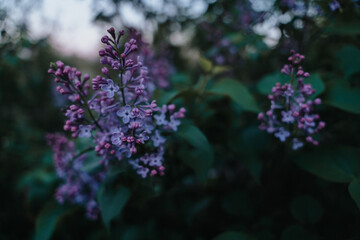 Blue lilac flowers blooming in spring. The beautifully fragrant garden plant also known as Syringa vulgaris