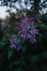 Blue lilac flowers blooming in spring. The beautifully fragrant garden plant also known as Syringa vulgaris