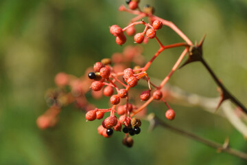 Red fruit of Zanthoxylum americanum, prickly ash, toothache tree, yellow wood, suterberry or Sichuan pepper in autumn garden on blurred green. Background for fresh wallpaper, nature background concept