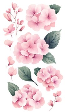 pink hydrangea flowers on white background clip art preview