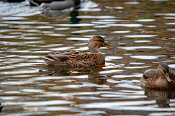 Weibliche Stockente auf welligem Wasser