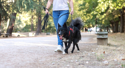 Unrecognizable young woman walking her Border Collie dog down a scenic park path, enjoying an active and joyful outing