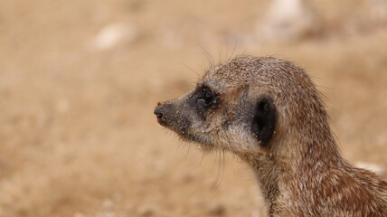 Meerkat in a Zoo