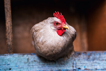 A close-up of chicken resting on a wooden perch in a rustic barn during daylight hours