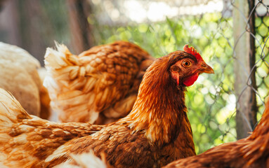 A close-up view of a brown chicken in a rustic farmyard setting during daylight with other chickens in the background