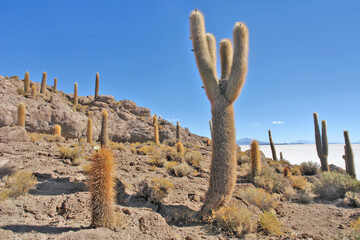 Isla Incahuasi  hilly and rocky outcrop of land  situated in the middle of Salar de Uyuni, Bolivia