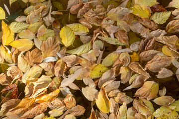 The fallen leaves in autumn lake at sunny weather