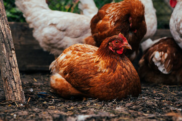 A close-up view of a brown chicken in a rustic farmyard setting during daylight with other chickens in the background