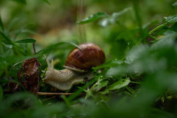 A lonely snail walking through the green forest in rainy weather. Molluscs with a shell called Gastropoda in the wild