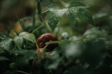 A lonely snail walking through the green forest in rainy weather. Molluscs with a shell called Gastropoda in the wild