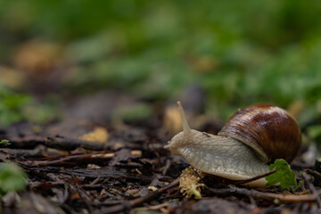 A lonely snail walking through the green forest in rainy weather. Molluscs with a shell called Gastropoda in the wild