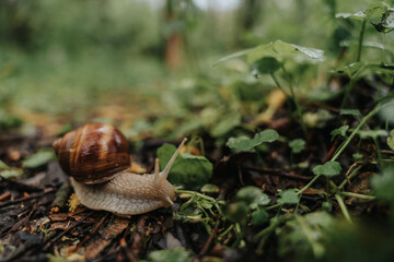 A lonely snail walking through the green forest in rainy weather. Molluscs with a shell called Gastropoda in the wild