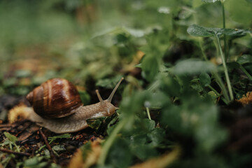 A lonely snail walking through the green forest in rainy weather. Molluscs with a shell called Gastropoda in the wild