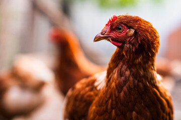 A brown chicken stands prominently in a farmyard, showcasing its vibrant feathers while other chickens wander softly in the blurred background on a sunny day.