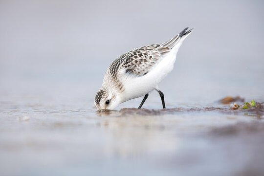 Sandpiper Foraging on Shoreline at Beach