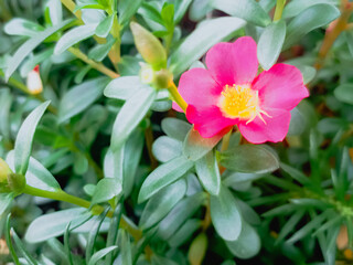 Naklejka premium Portulaca oleracea flowers blooming pink in the garden