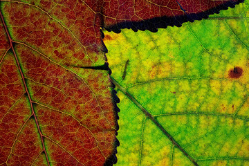 Detailed macro view of autumn leaves transitioning colors