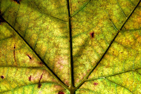 Close-up view of a vibrant green autumn leaf
