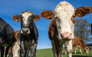 Nahaufnahme einer Kuh, Kuhherde