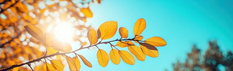 Sunlight Through Autumn Leaves	