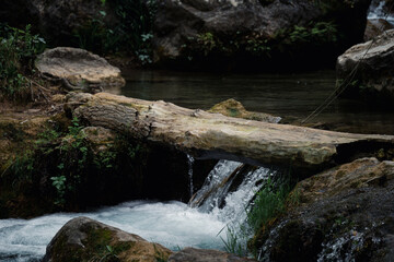 &Aacute;rbol ca&iacute;do en medio del r&iacute;o.