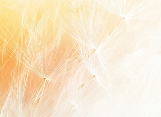Obraz premium Close-up of delicate dandelion seeds with a soft, blurred background.