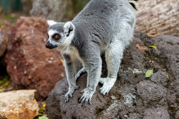 Fototapeta premium Ring-Tailed Lemur Standing on Rocks in Natural Habitat