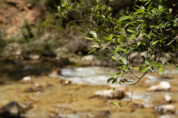 Fondo de naturaleza. Ramas de un árbol frente al río.