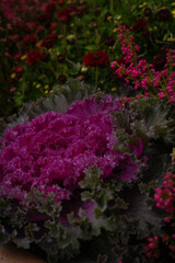 pink flowers in a garden