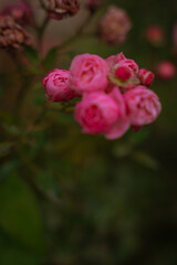 pink rose in garden