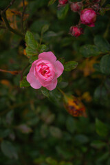 pink rose in garden