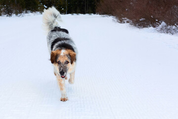 big dog running, snow winter background