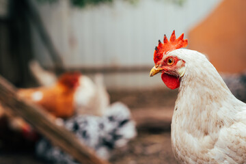 A close-up view of a white chicken with a vibrant red comb at a rustic farm during the golden hour