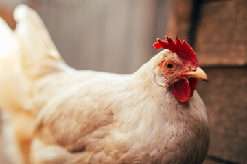 A close-up view of a white chicken with a vibrant red comb at a rustic farm during the golden hour