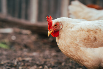 A close-up view of a white chicken with a vibrant red comb at a rustic farm during the golden hour