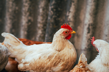 A close-up view of a white chicken with a vibrant red comb at a rustic farm during the golden hour