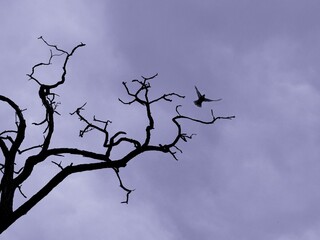 Bird flying over bare tree in moody sky.
