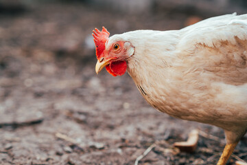 A close-up view of a white chicken with a vibrant red comb at a rustic farm during the golden hour