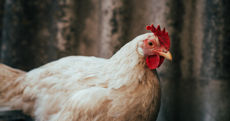 A close-up view of a white chicken with a vibrant red comb at a rustic farm during the golden hour