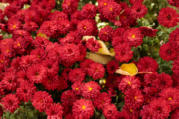 A dense cluster of bright red chrysanthemums in full bloom, with yellow autumn leaves scattered among them. A striking autumn floral display