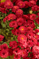 A vibrant cluster of deep red chrysanthemums in full bloom, with rich green stems softly out of focus in the background, creating a captivating autumn display of seasonal colors