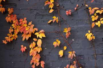 Vibrant autumn ivy leaves in shades of yellow, orange, and red climb across a dark brick wall. A beautiful representation of fall colors and textures