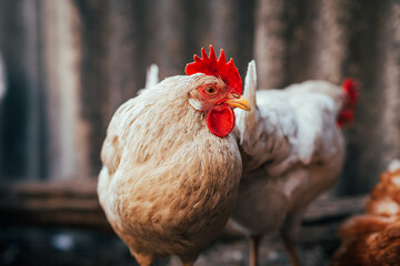 A close-up view of a white chicken with a vibrant red comb at a rustic farm during the golden hour