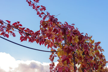 Bright autumn ivy leaves in shades of yellow, orange, and red cling to wires on a utility pole, set against a backdrop of clear blue sky. A striking contrast of seasonal colors and open space