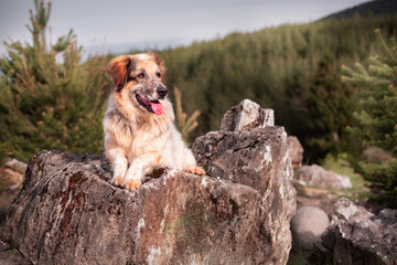 Big dog lying on the stone in the forest