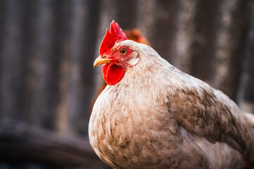 A close-up view of a white chicken with a vibrant red comb at a rustic farm during the golden hour